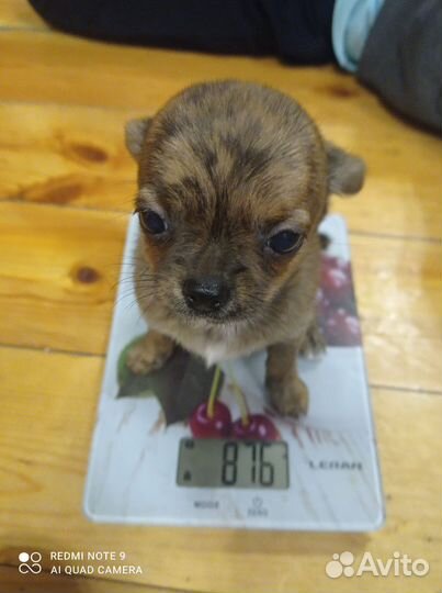 Щенки чихуахуа мальчик