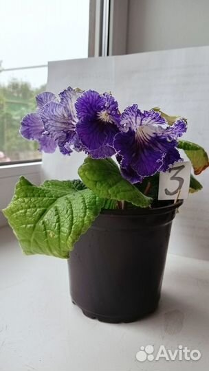 Цветы домашние в горшках Стрептокарпус