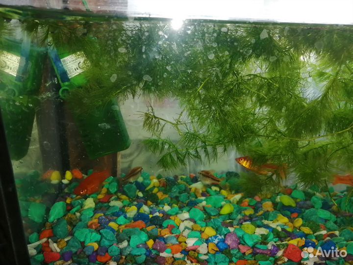 Аквариум с содержимом