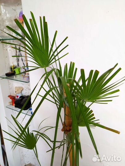 Пальма Хамеропс