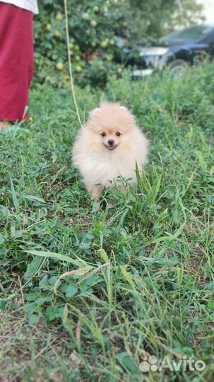 Шпиц девочка