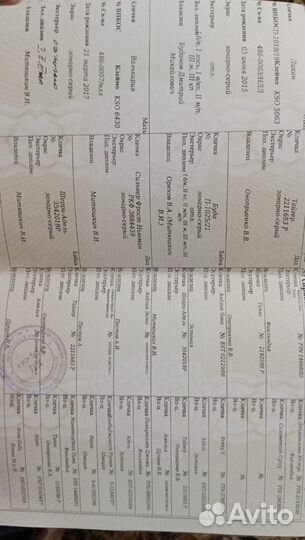 Норвежская лосиная лайка