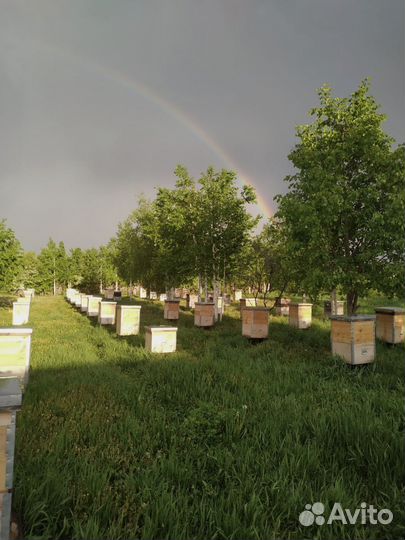 Продажа пчелосемьи