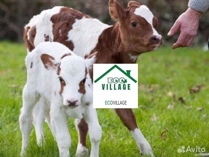 Заменитель цельного молока (зцм)