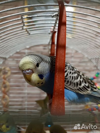 Волнистые попугайчики, птенцы