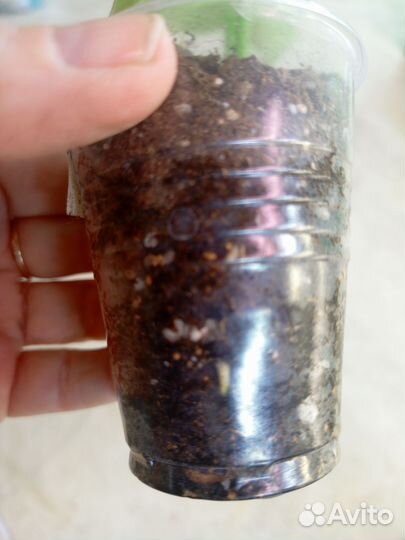 Сингониум Orm Nak Green