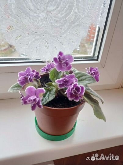 Сортовые фиалки