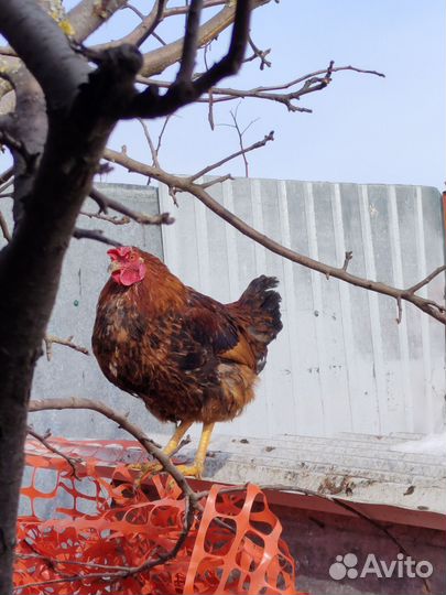 Молодые петухи