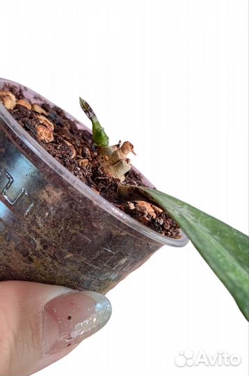 Хойя clemensiorum green splash from Indonesia