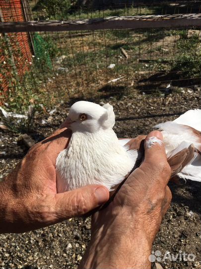 Продажа голубей