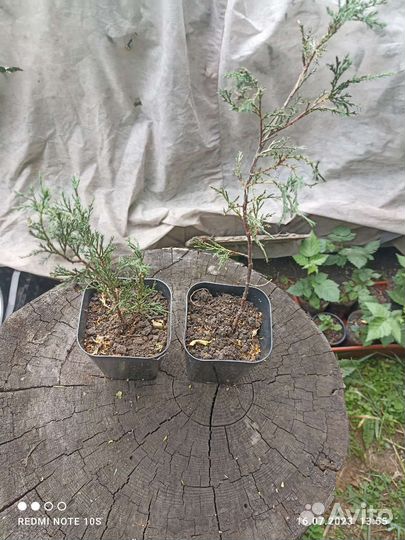 Можжевельник, туя Брабант