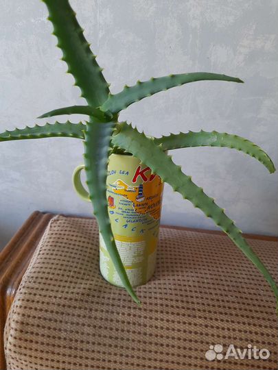 Алоэ столетник