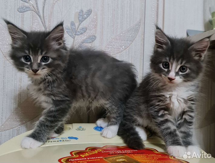 Мейн-кун котята