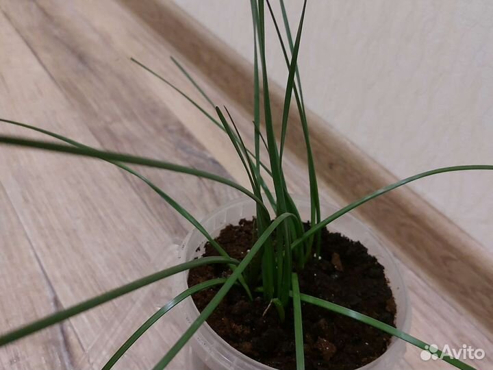 Зефирантес