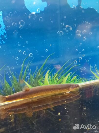 Аквариумные рыбки (животные)