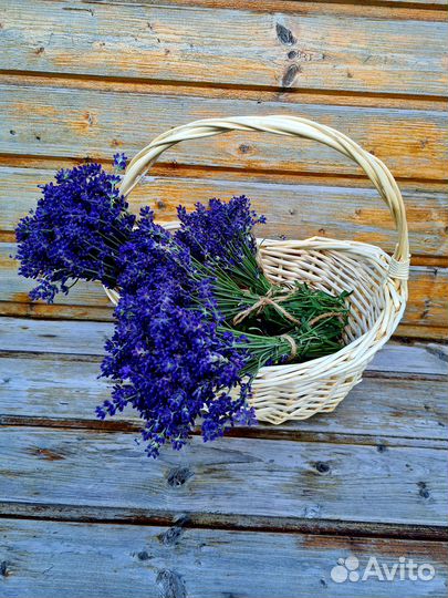 Продам рассаду лаванды