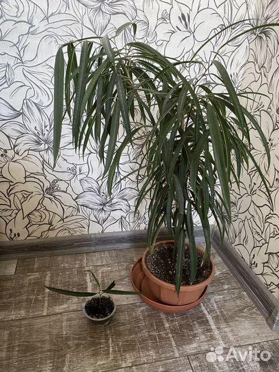 Пахистахис,Фикус,Герань,Суккулент,аспидистра,молоч