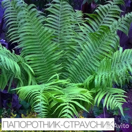 Папоротник для Вашего сада
