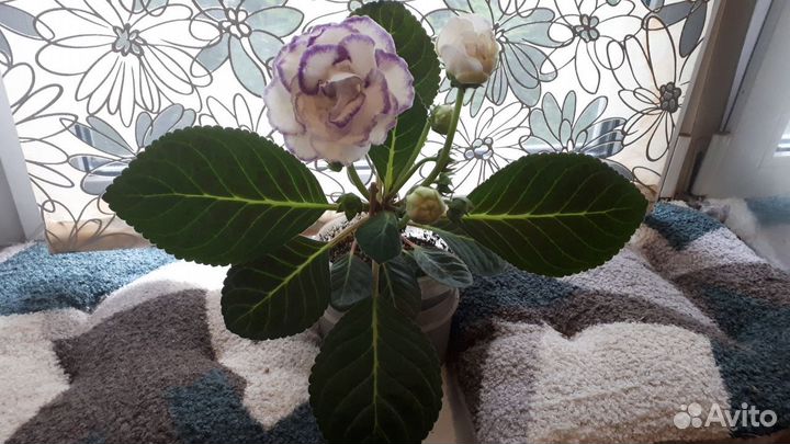 Цветы глоксиния