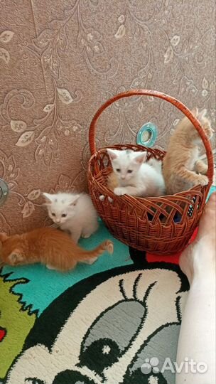 Котята крысоловы