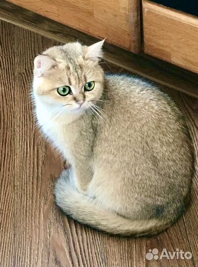 Британская кошка