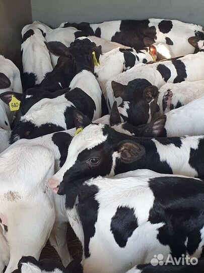 Телята бычки