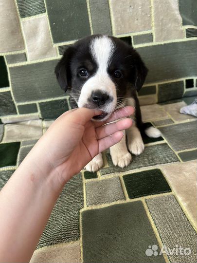 Малыш ищет хозяина