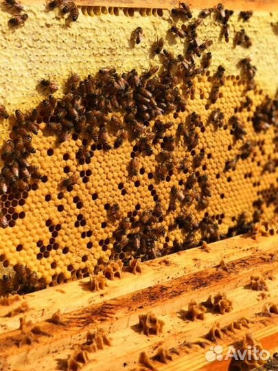 Пчеломатки бакфаст карника