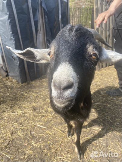 Нубийский козел