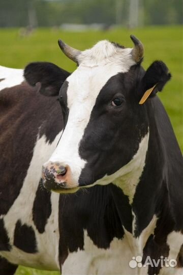 Корова голштинской породы