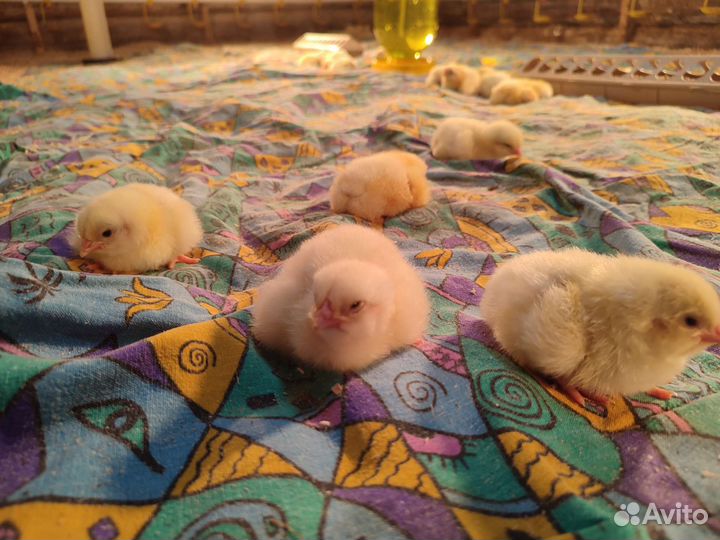 Цыплята бройлеры росс 308