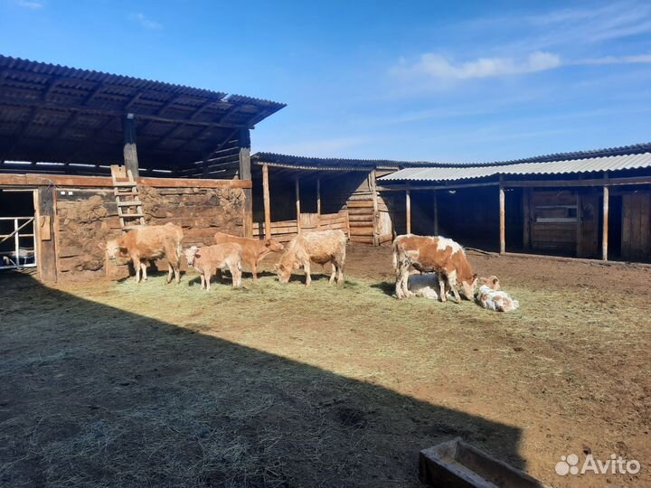 Готовое хозяйство