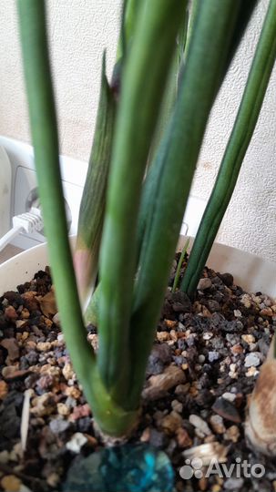 Сансевиерии сортовые и суккуленты часть 4