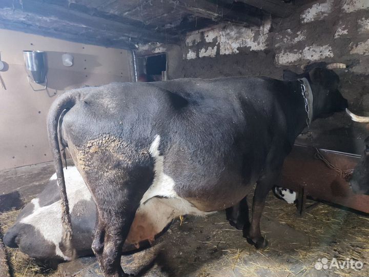 Корова стельная