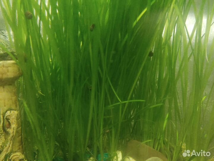 Аквариумная трава