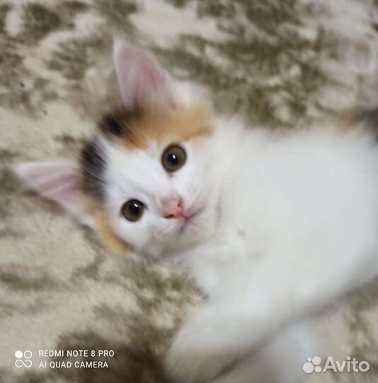 Кошка в дар бесплатно