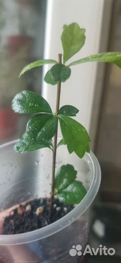 Комнатное дерево бонсай кармона