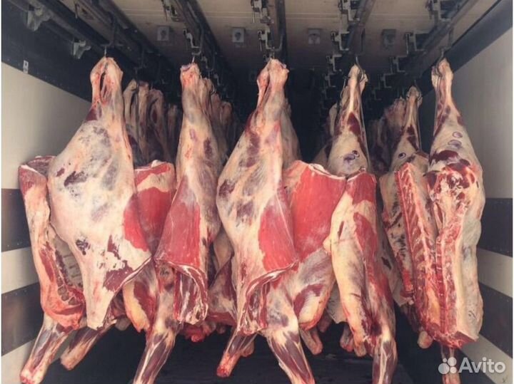 Мясо Пол туши и туши говядины