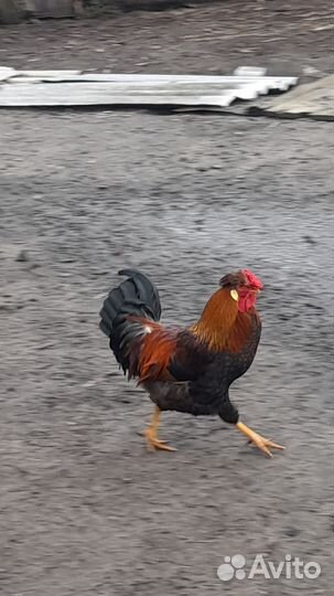 Молодые петухи
