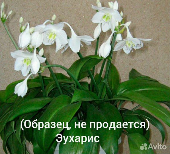 Эухарис амазонская лилия