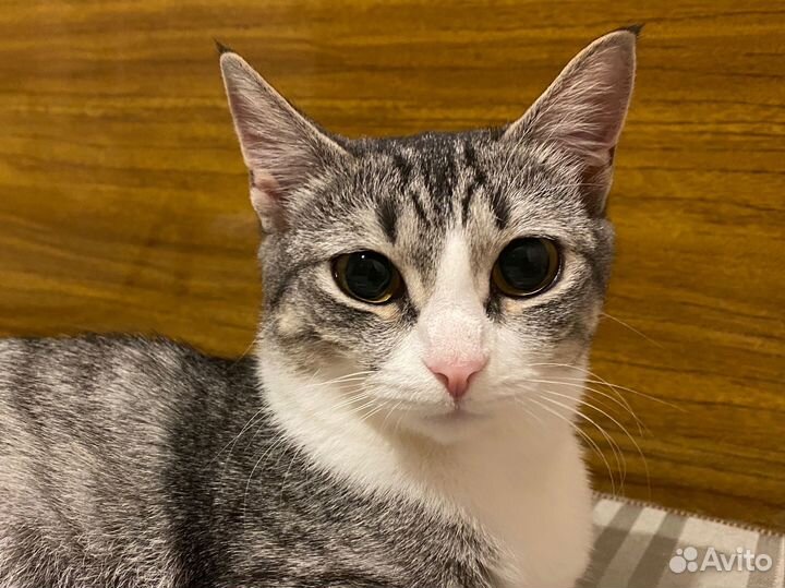 Кошка, котята