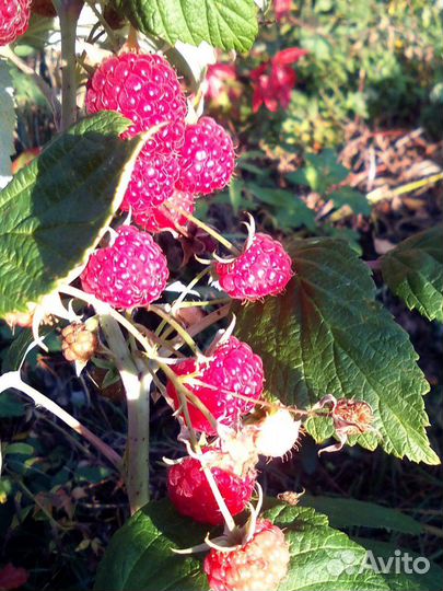 Малина ремонтантная