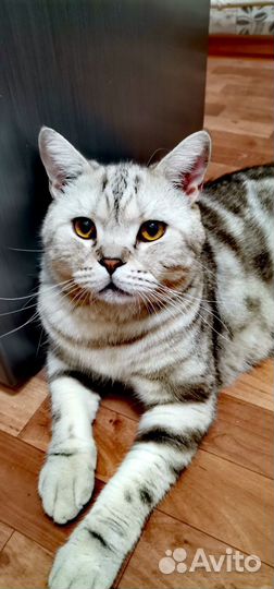 Шотландская прямоухая