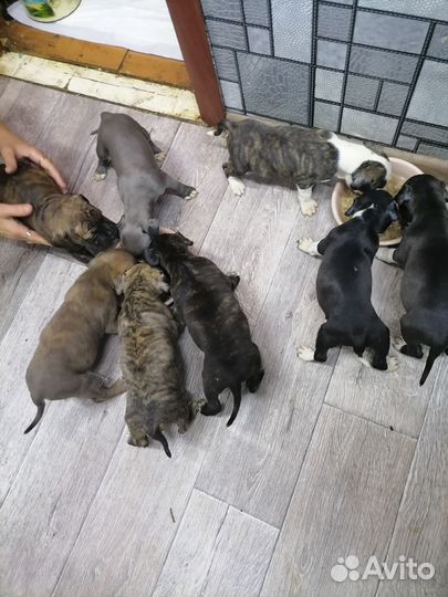 Собака питбуль