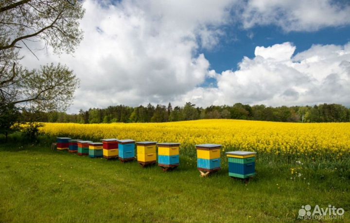 Мёд натуральный с Алтая опт