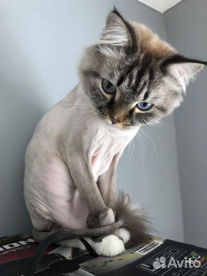 Стрижка кошек с выездом на дом. Гигиеническая