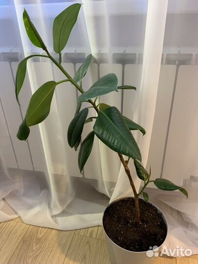 Комнатные растения