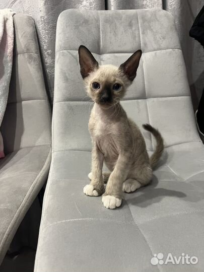 Канадский сфинкс