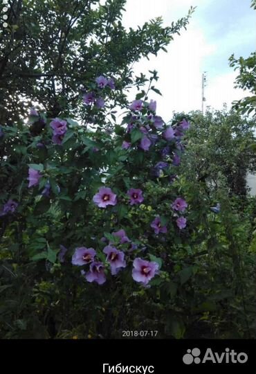 Хоста и другие цветы