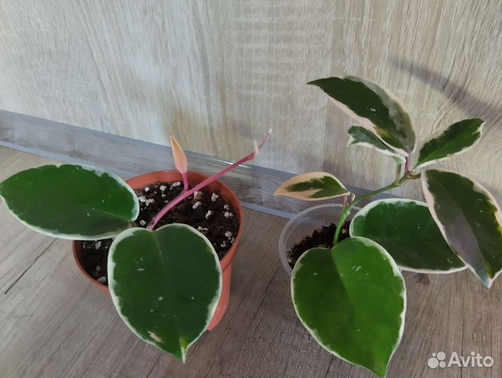 Хойя Кримсон Квин